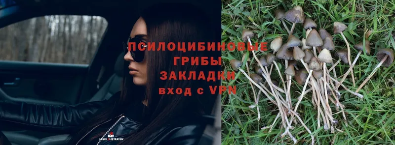 Галлюциногенные грибы Psilocybe  Злынка 